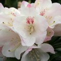 Rhododendron roxieanum 'Blewbury'