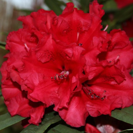 Rhododendron Hybr. 'Taurus'