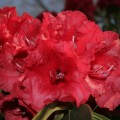 Rhododendron Hybr. 'Taurus'