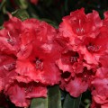 Rhododendron Hybr. 'Taurus'