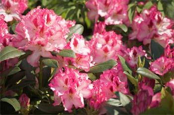 Rhododendron Großblumige Hybriden