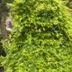 Acer palmatum 'Ryu sei'