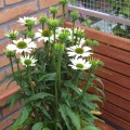 Echinacea 'Avalance'