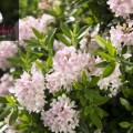 Rhododendron micranthum 'Bloombux' ®