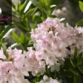 RhododendronRhododendron micranthum 'Bloombux' ®micranthum 'Bloombux'
