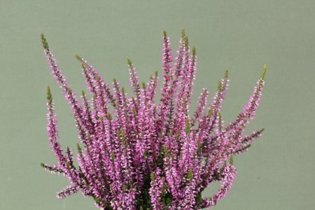 Calluna vulgaris 'Dunja' GardenGirls ®