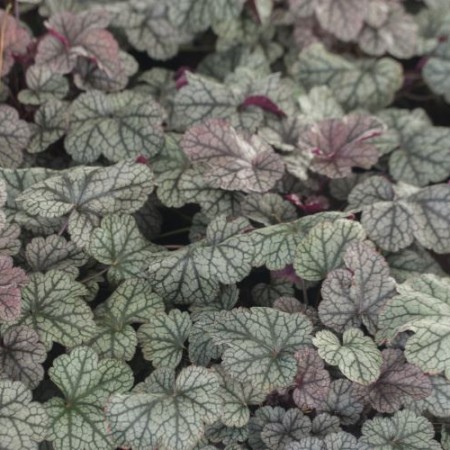 Heuchera 'Silver Scrolls'