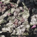 Heuchera 'Silver Scrolls'