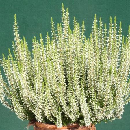 Calluna vulgaris 'White Angie' GardenGirls ®