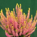 Calluna vulgaris 'Golden Angie'