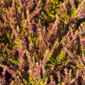 Calluna vulgaris 'Golden Angie'