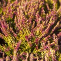 Calluna vulgaris 'Golden Angie'