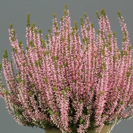 Calluna vulgaris 'Pink Angie' GardenGirls ®
