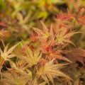 Acer palmatum 'Hino tori nishiki'
