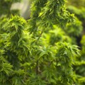 Acer palmatum 'Hupp's Dwarf'