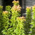 Acer palmatum 'Hupp's Dwarf'