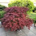 Acer palmatum 'Purple Ghost'