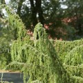 Juniperus communis 'Horstmann'