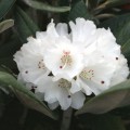 Rhododendron rex 'Graet Dane'