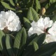 Rhododendron rex 'Graet Dane'