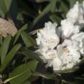 Rhododendron rex 'Graet Dane'