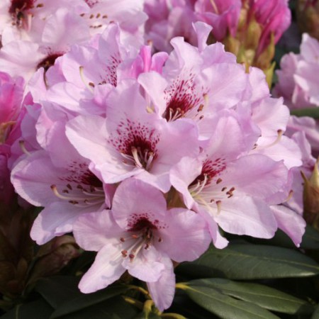 Rhododendron sutchuenense 'Frühlingsbeginn'