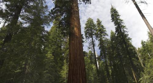 Sequoiadendron giganteum im Mariposa Grove im Yosemite Nationalpark