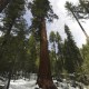 Sequoiadendron giganteum im Mariposa Grove im Yosemite Nationalpark