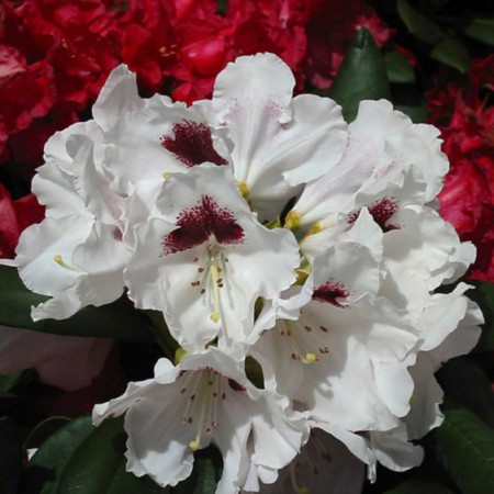 Rhododendron yakushimanum 'Annika'