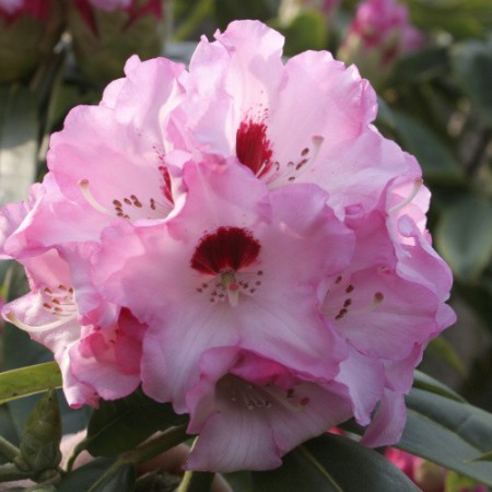 rhododendron calophytum 'Arkona'