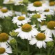 Echinacea 'Meditation White'®