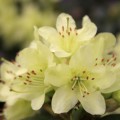 Rhododendron hanceanum 'Princess Anne'