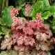 Heuchera 'Ginger Snap'