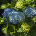 Hydrangea macrophylla 'Blue Ballad' ® Music Collection ®