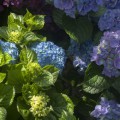 Hydrangea macrophylla 'Blue Ballad' ® Music Collection ®