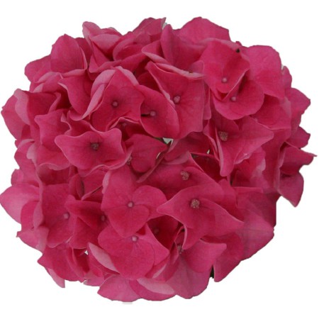 Hydrangea macrophylla 'Pink Pop' ® Music Collection ®