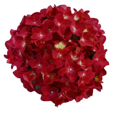 Hydrangea macrophylla 'Red Reggae' ® Music Collection ®