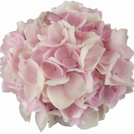 Hydrangea macrophylla 'Soft Pink Salsa' ® Music Collection ®