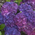 Hydrangea macrophylla 'Purple Punk' ® Music Collection ®