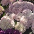 Hydrangea macrophylla 'Soft Pink Salsa' ® Music Collection ®
