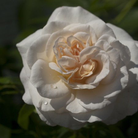 Rose 'Kosmos'