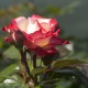 Rose 'Nostalgie'