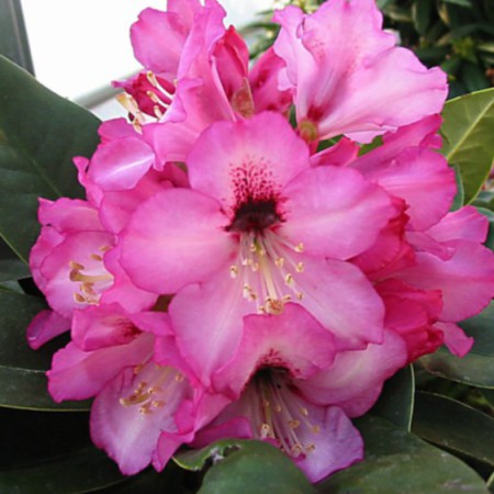 Rhododendron calophytum 'Caramba'
