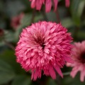 Echinacea 'Blackberry Truffle'