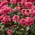 Echinacea 'Blackberry Truffle'