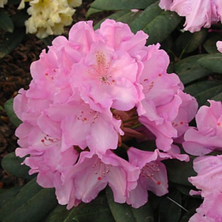 Rhododendron Hybride 'Haithabu'