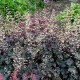 Heuchera 'Ebony and Ivory'