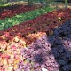 Heuchera 'Forever Purple und 'Rio'