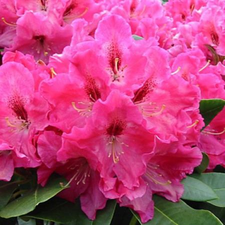 Rhododendron Hybride 'Juniflair'