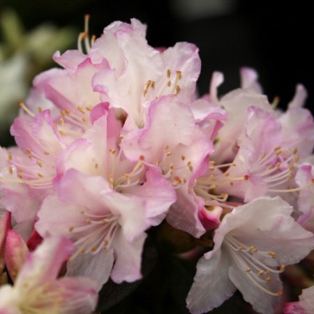 Rhododendron keiskei 'Ginny Gee'